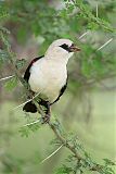 White-headed Buffalo-Weaverborder=